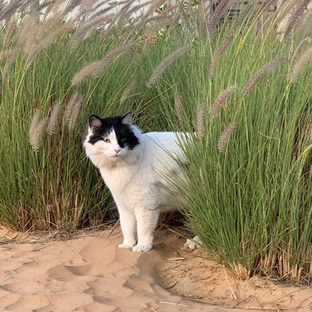 Cat in high grasses